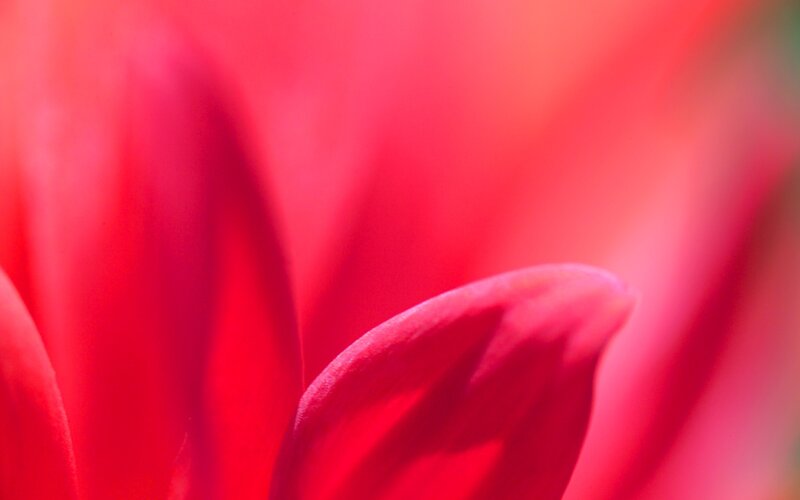 close-up of red flower petals