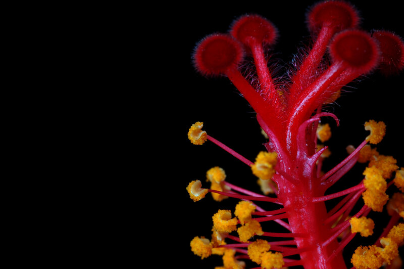 close-up of red flower stamen