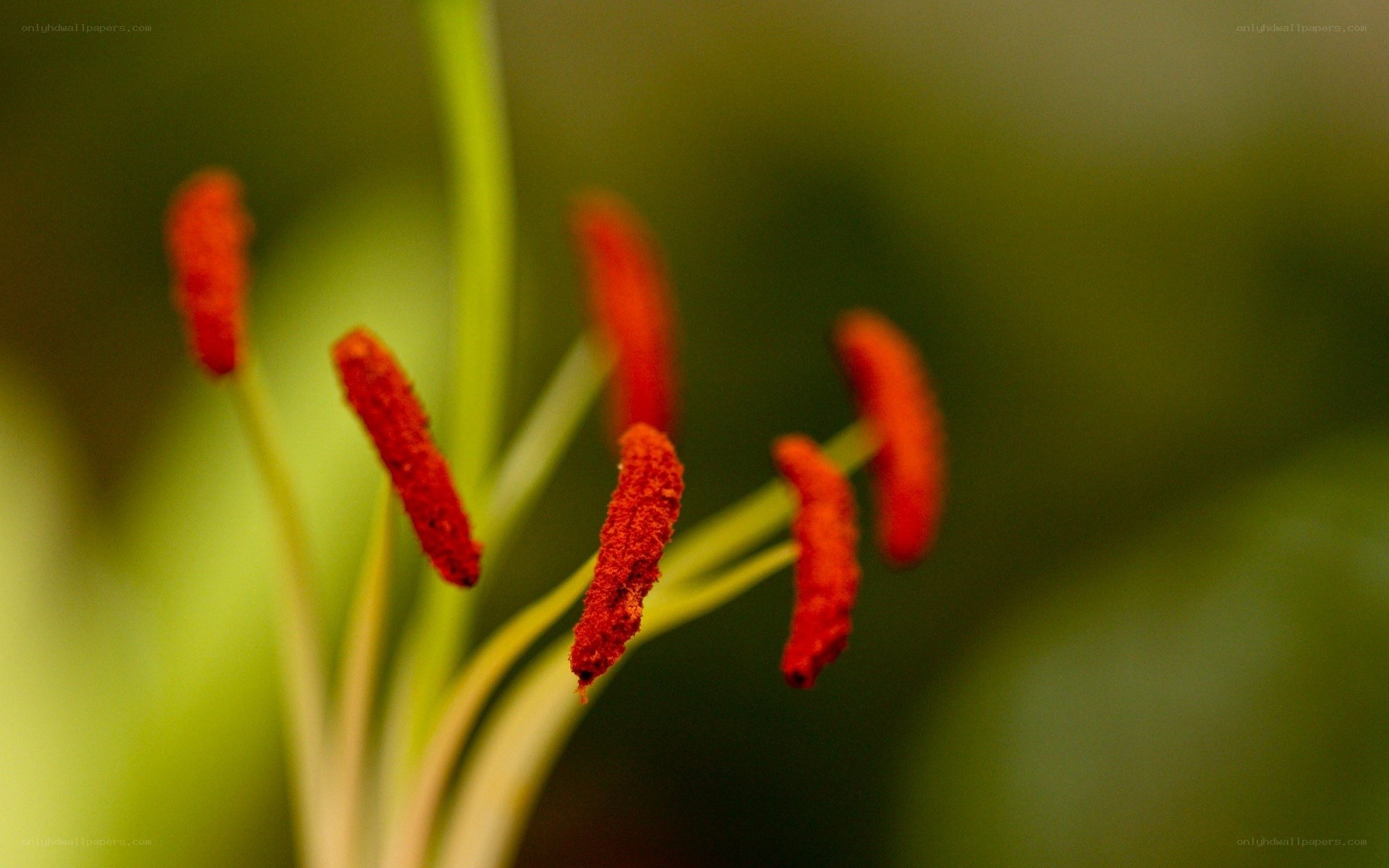 Close-up of red flower stamens