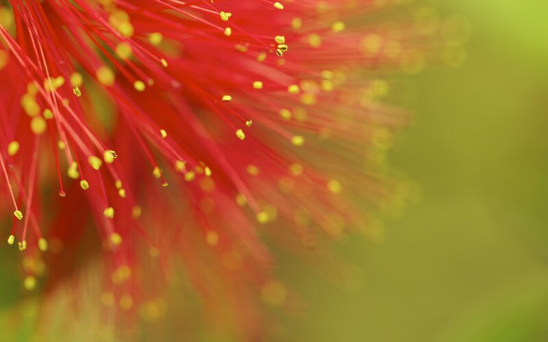 Close-up of red flower stamens