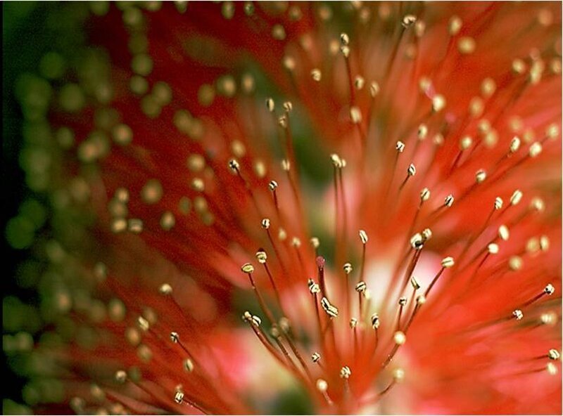 Close-up of red flower stamens
