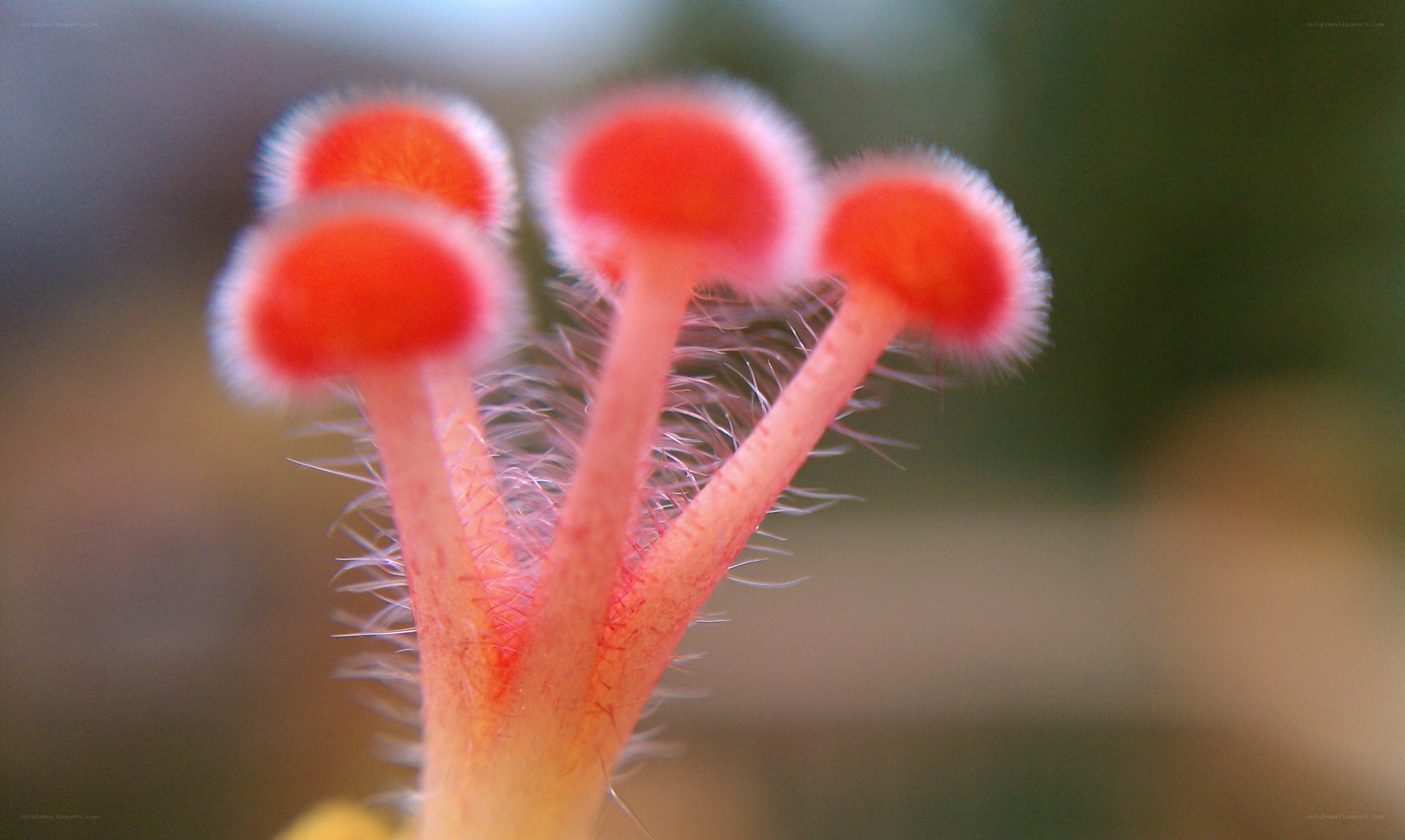 Close-up of red flower stamens
