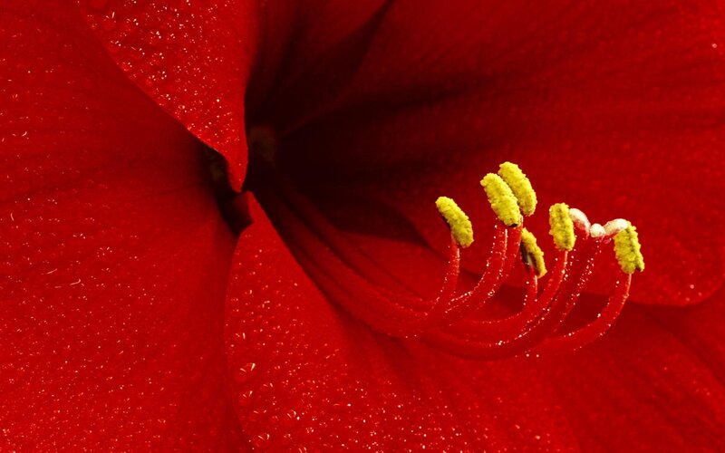 Close-up of red flower