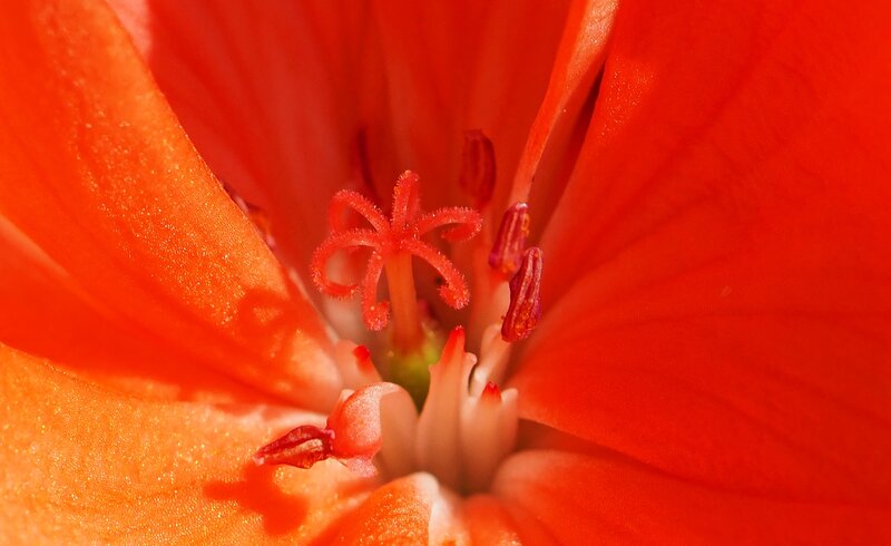 Close-up of Red Flower — Vibrant, Photograph, Petals, Stamen, Pistil