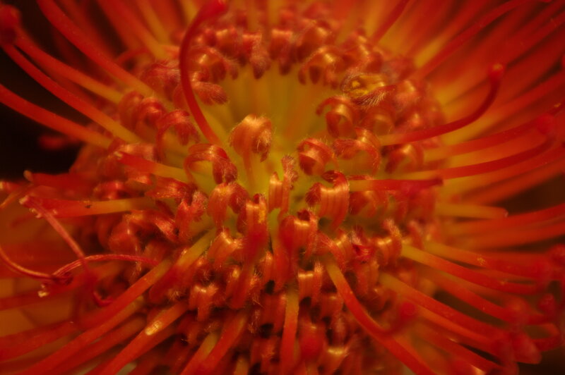 Close-up of Red Flower — Vibrant, Photograph