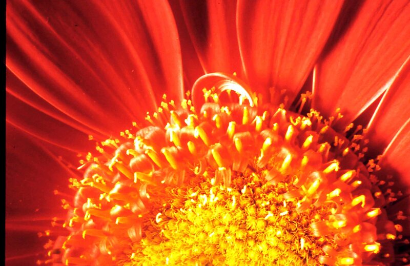 Close-up of Red Flower — Vibrant