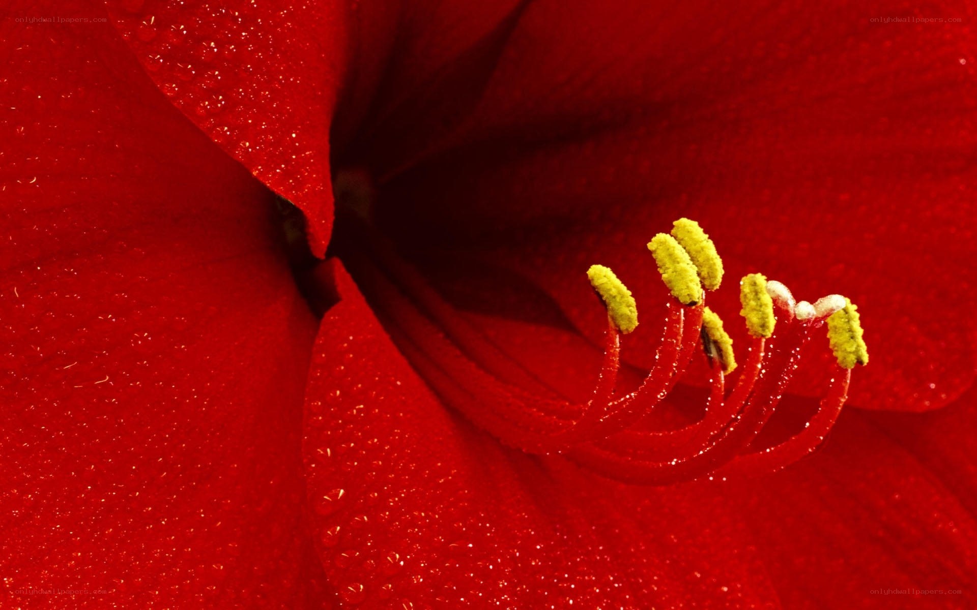 Close-up of red flower