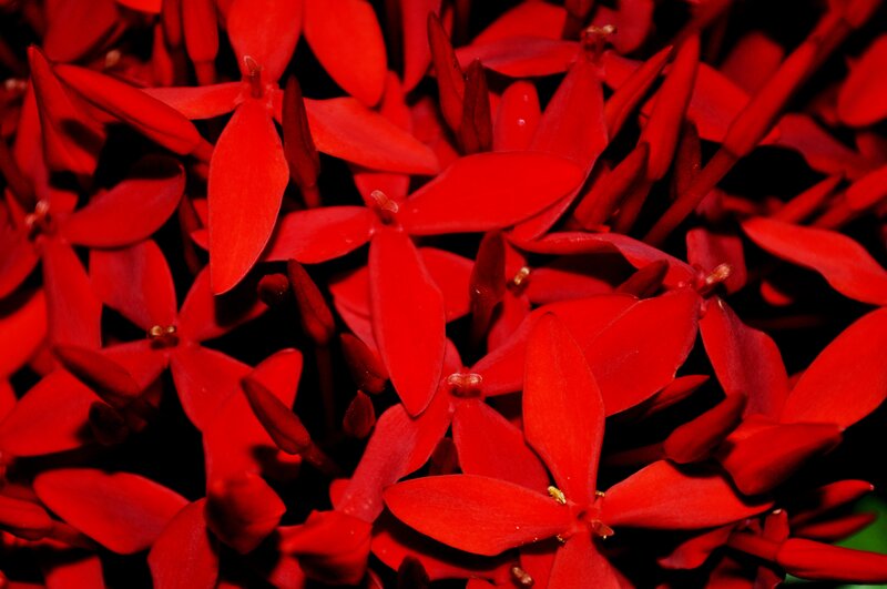 Close-up of red flowers