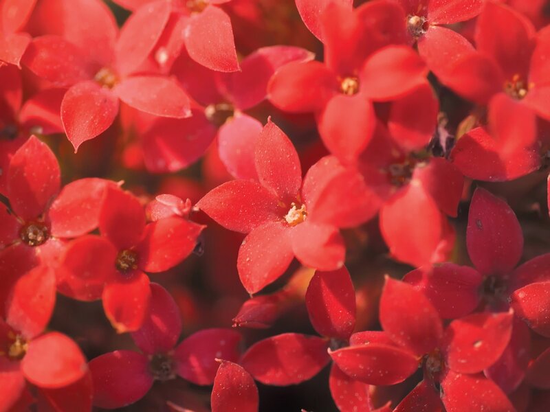 Close-up of red flowers