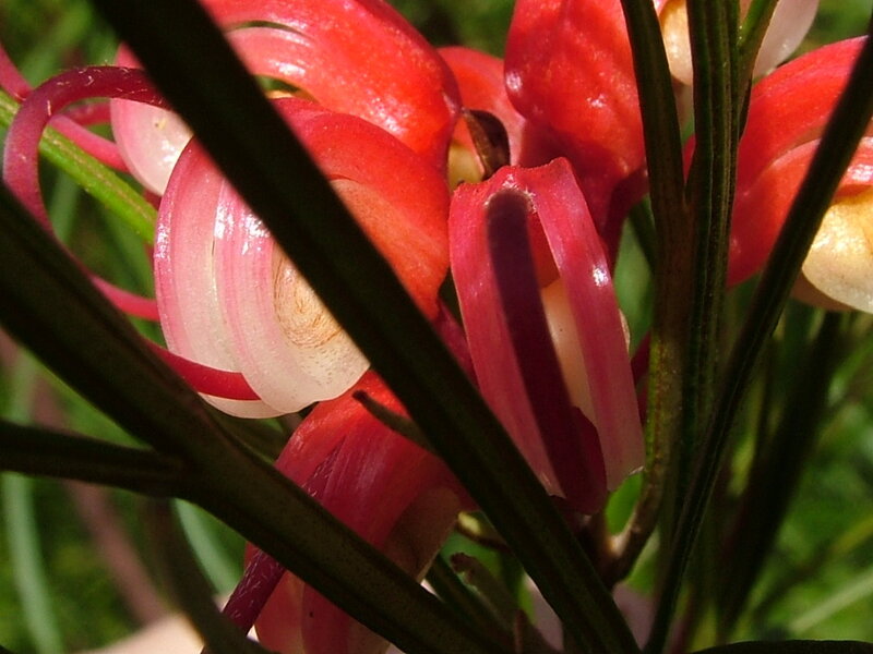 Close-up of red flowers