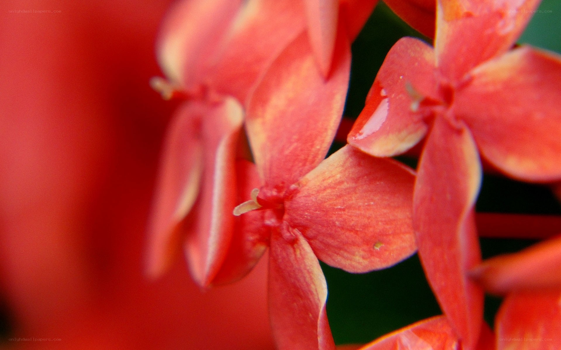 Close-up of red flowers