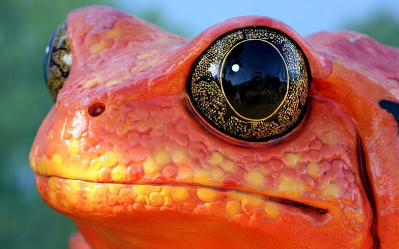 Close-up of Red Frog — Detailed