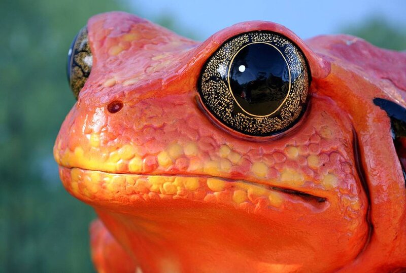 Close-up of Red Frog — Dramatic, Photograph