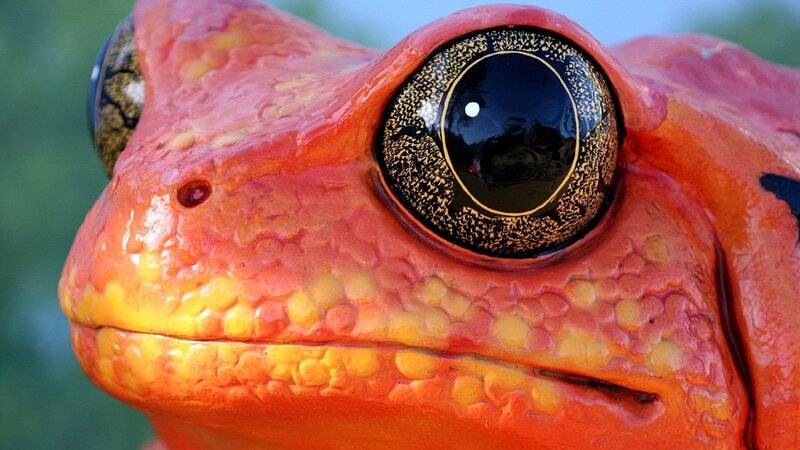 Close-up of Red Frog — Dramatic