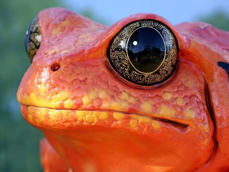 Close-up of Red Frog — Intense