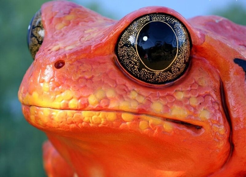 Close-up of Red Frog