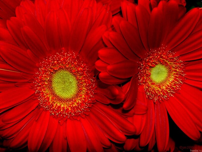Close-up of red gerbera daisies