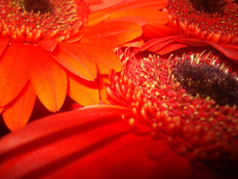 Close-up of Red Gerbera Daisies — Vibrant