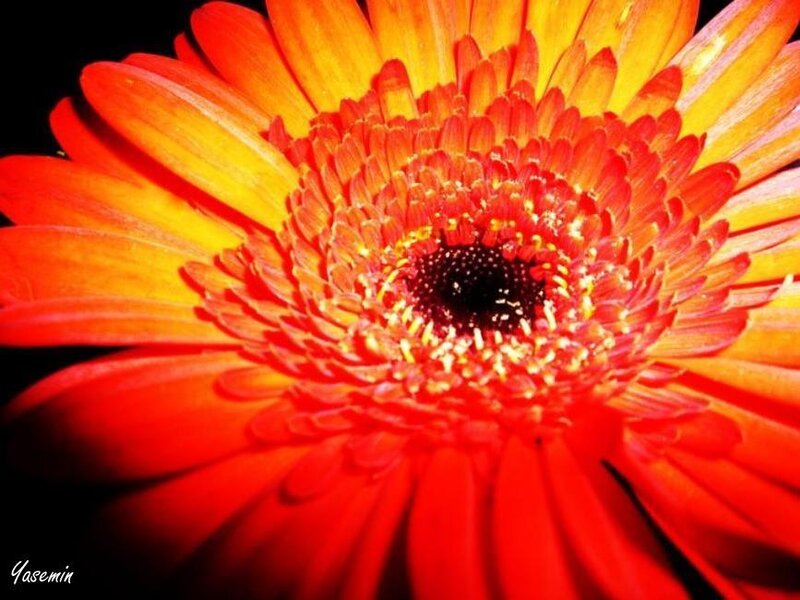 Close-up of Red Gerbera