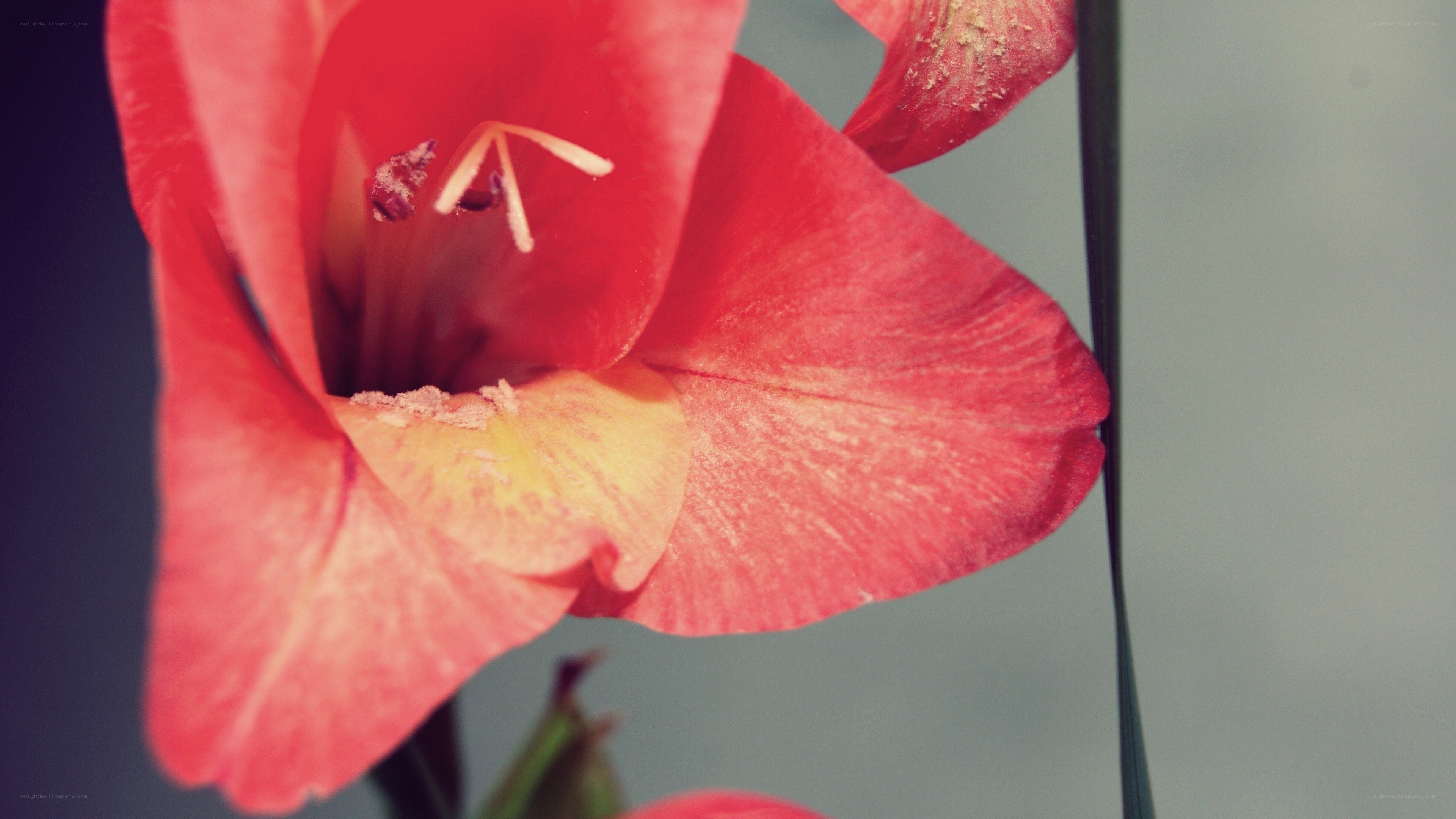close-up of red gladiolus flower