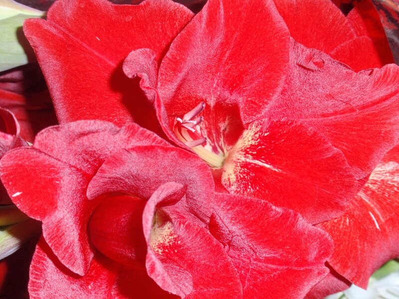 Close-up of red gladiolus flowers