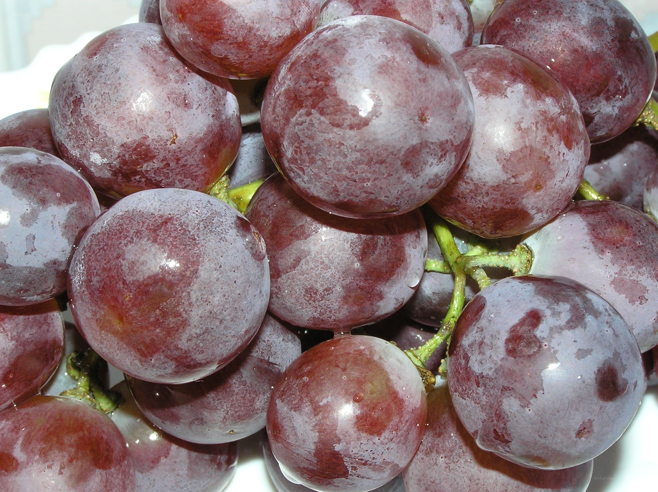 close-up of red grapes