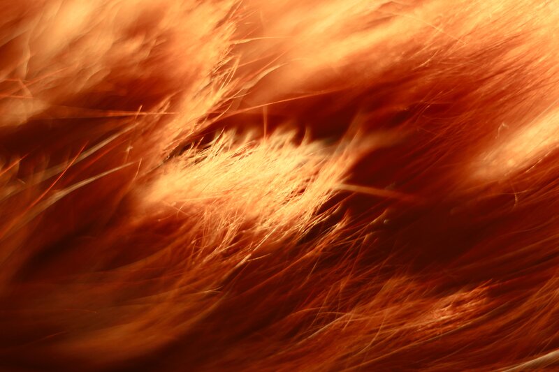 Close-up of Red Hair — Orange