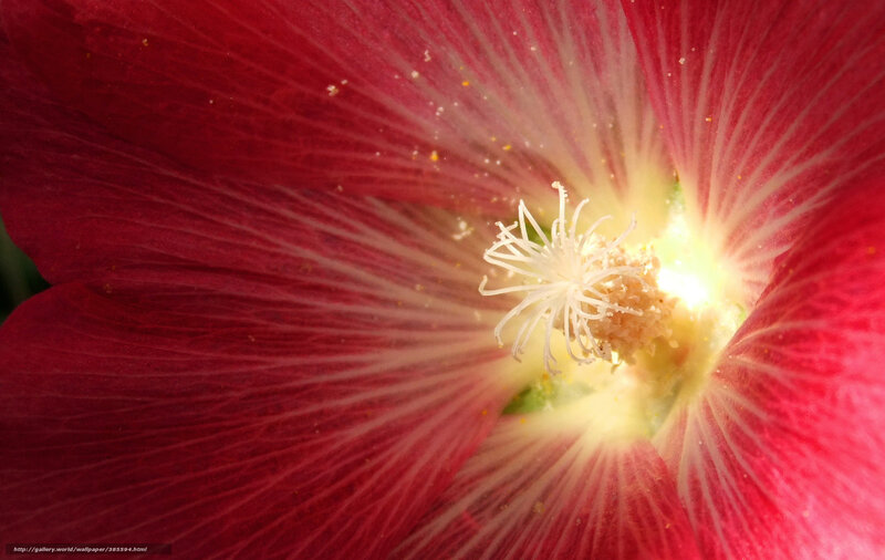 close-up of red hibiscus flower
