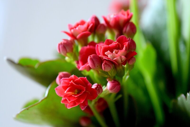 Close-up of red kalanchoe flowers