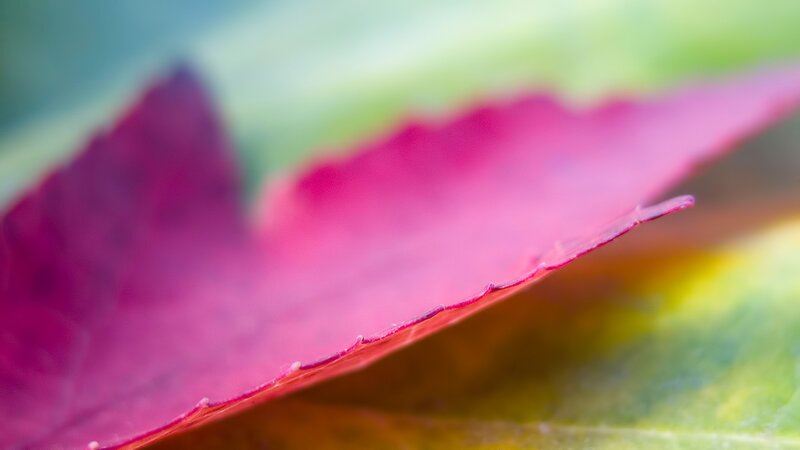 Close-up of Red Leaf — Calm