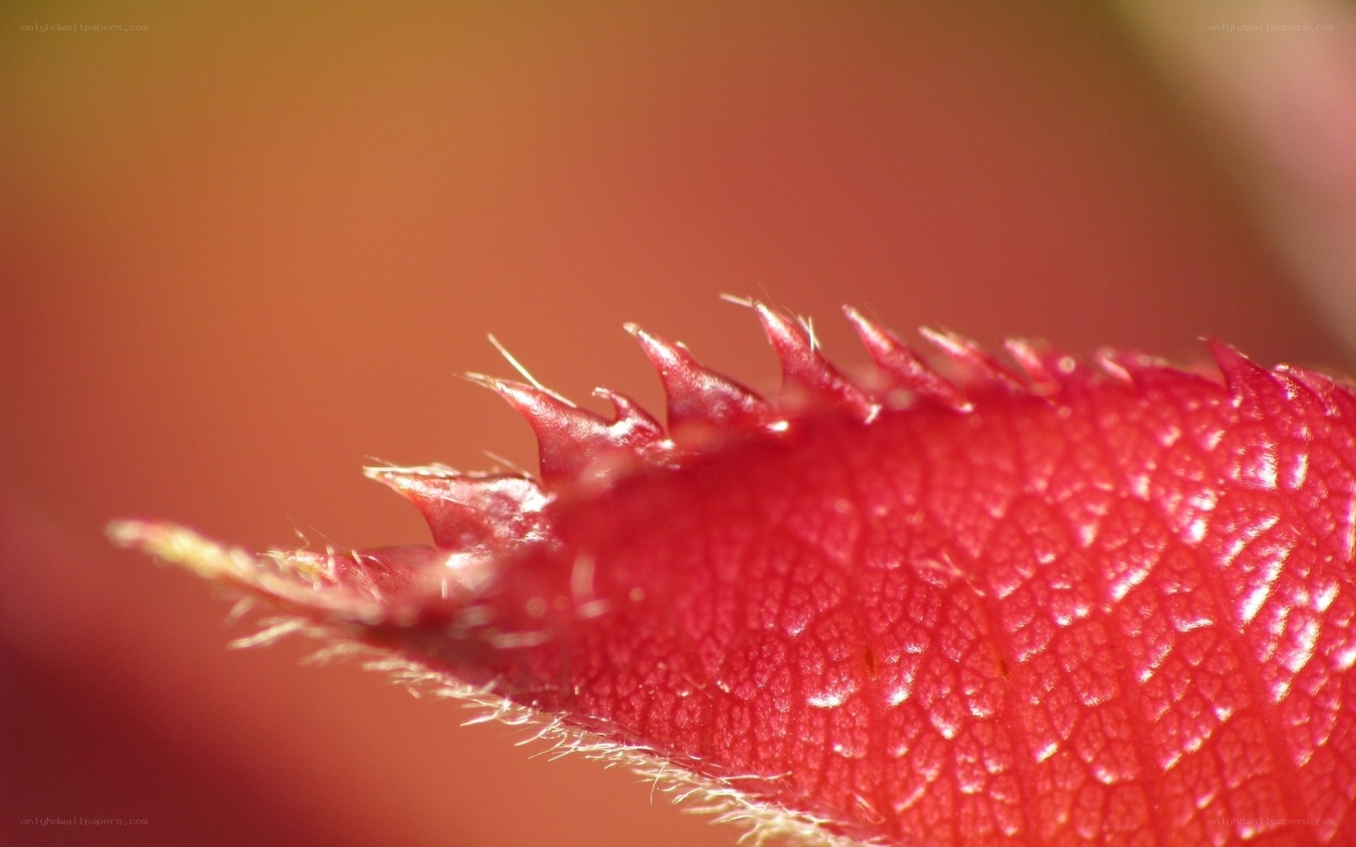 close-up of red leaf edge