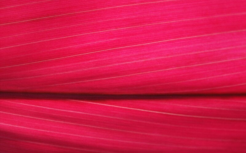 close-up of red leaf texture