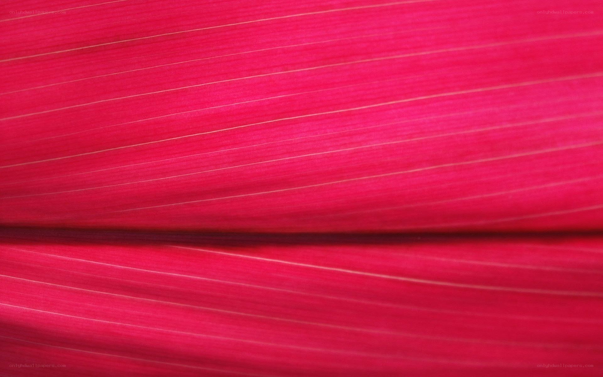 close-up of red leaf texture
