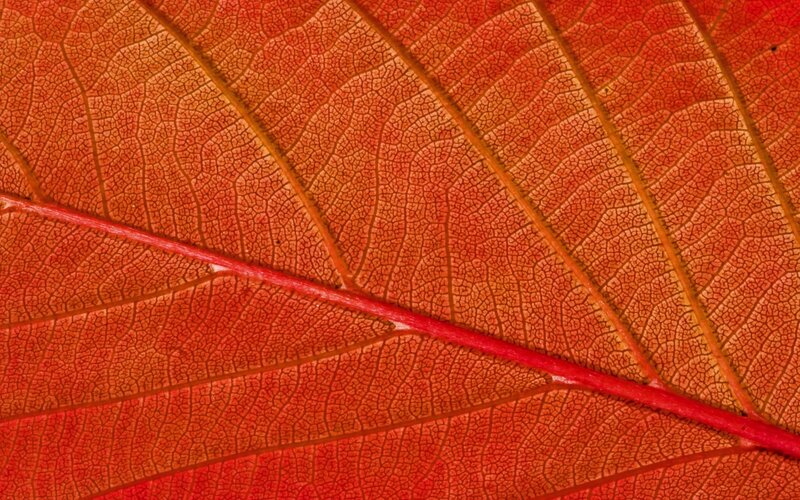 Close-up of Red Leaf