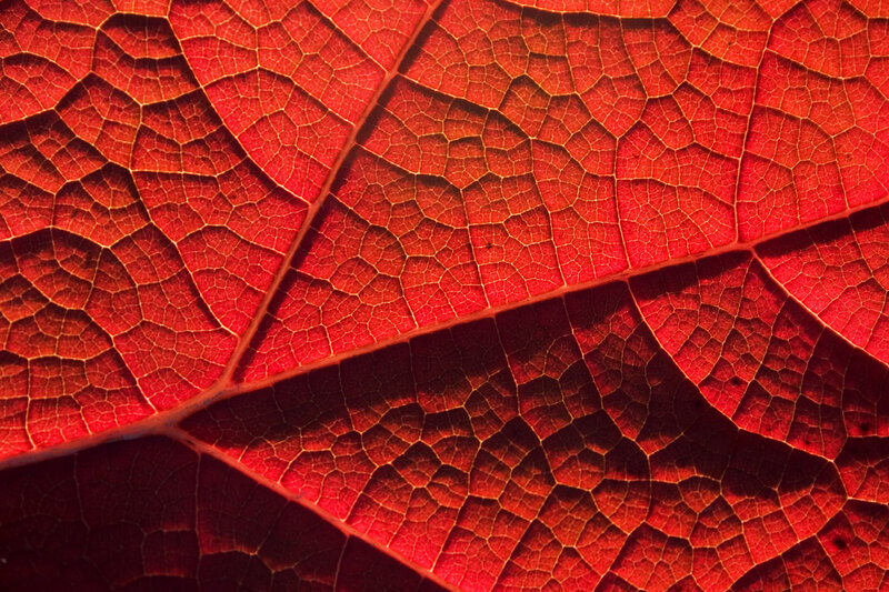 Close-up of red leaf veins