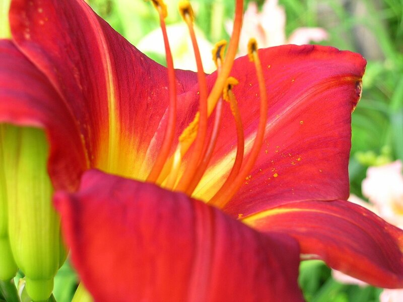 close-up of red lily flower
