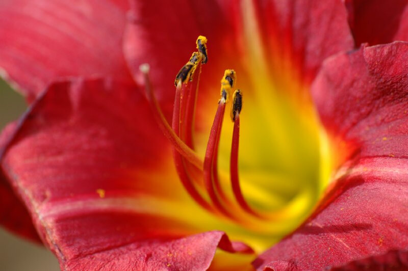 Close-up of Red Lily