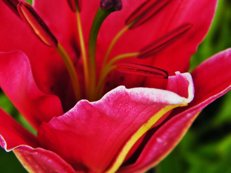 Close-up of Red Lily — Vibrant