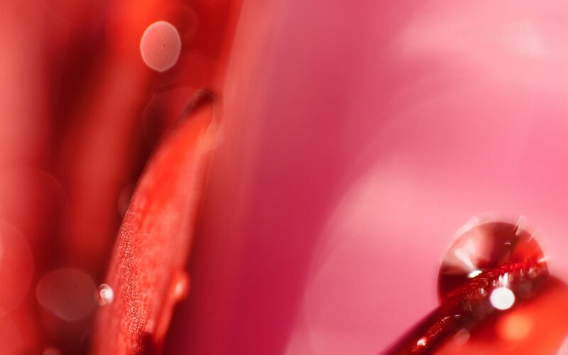 Close-up of red liquid droplet