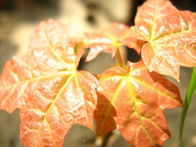 Close-up of red maple leaves