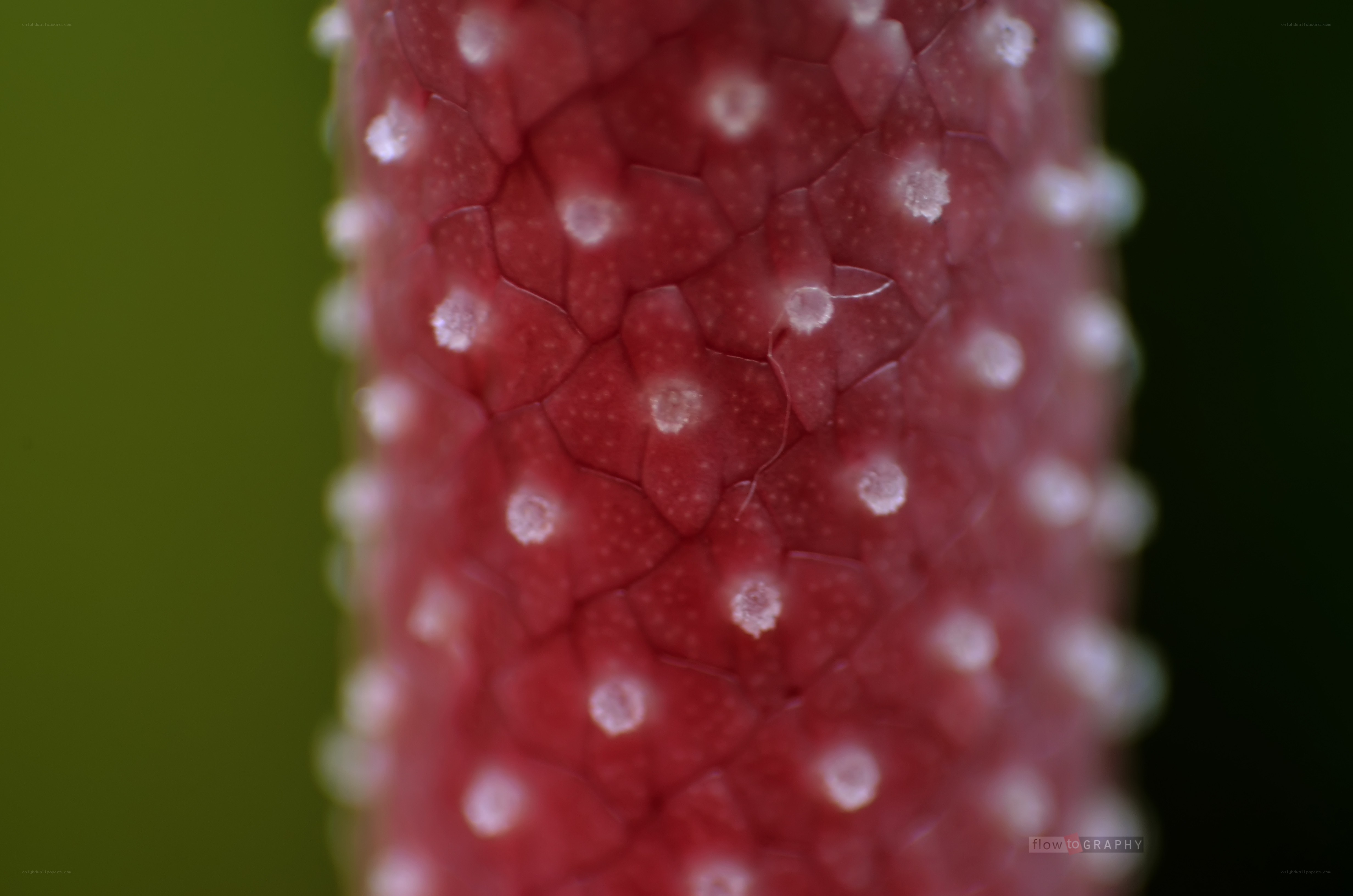 close-up of red plant stem
