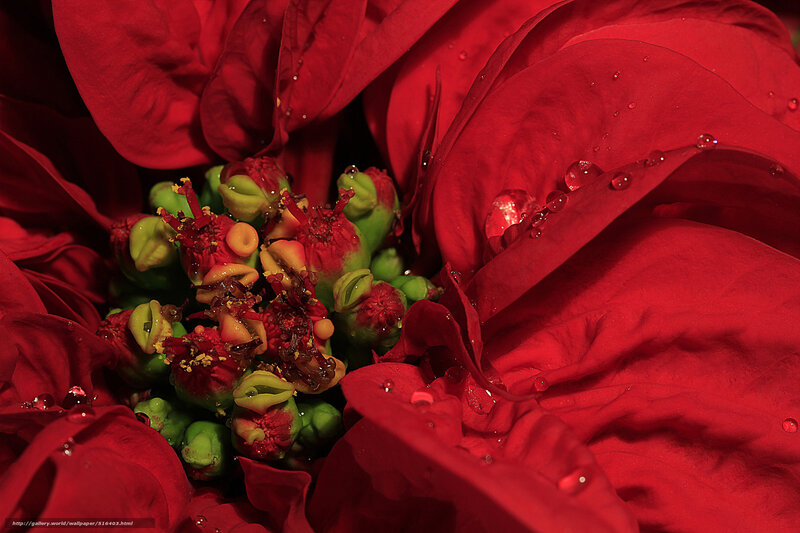 Close-up of Red Poinsettia — Dramatic