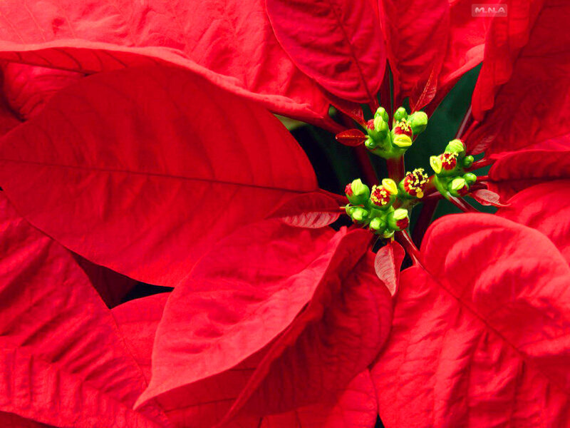 Close-up of red poinsettia flower