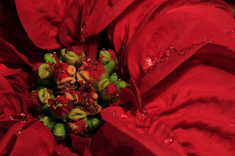 Close-up of red poinsettia flower