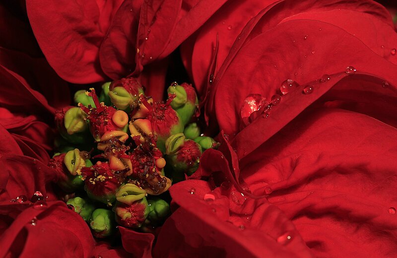 Close-up of Red Poinsettia
