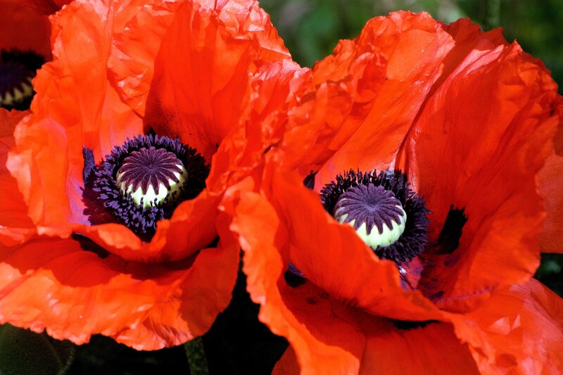 Close-up of red poppies