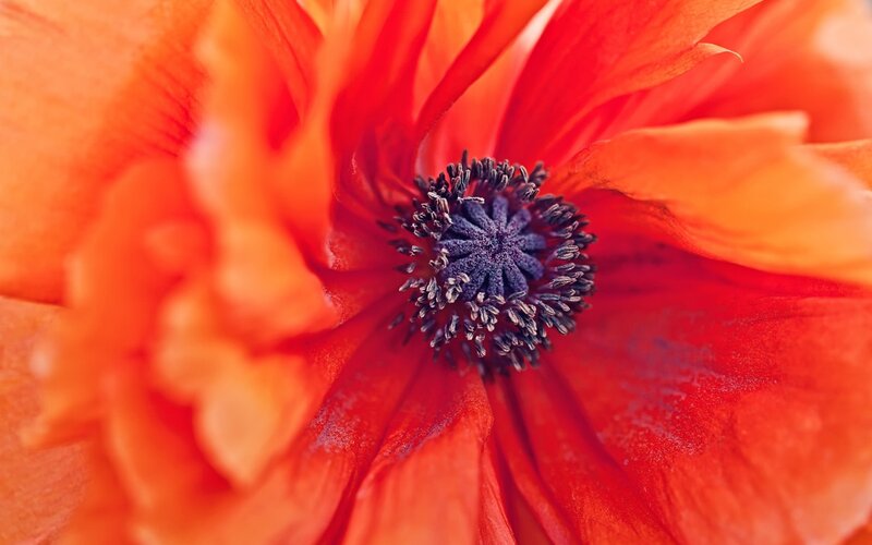 Close-up of Red Poppy
