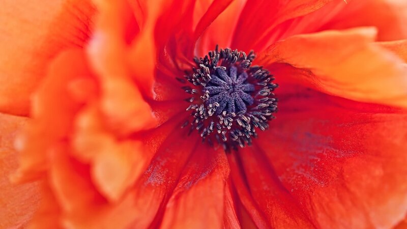 Close-up of Red Poppy — Vibrant