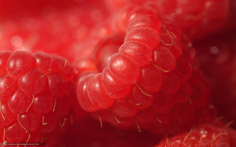 Close-up of red raspberries