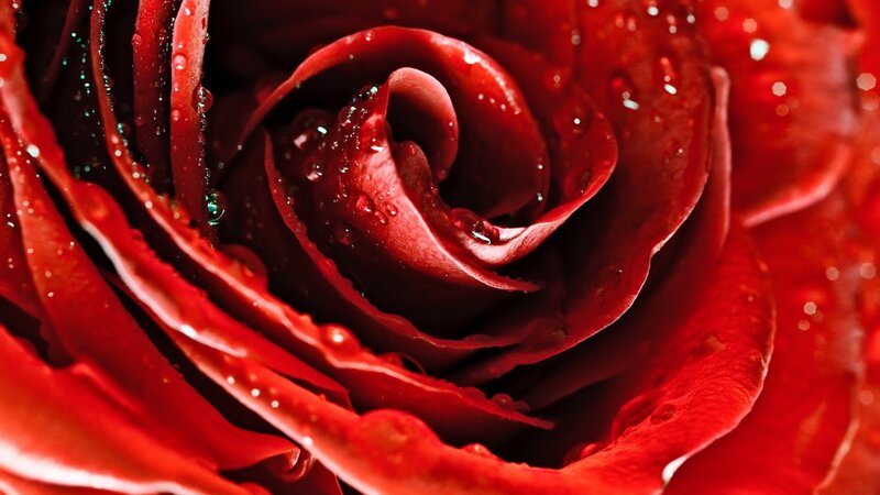 Close-up of red rose